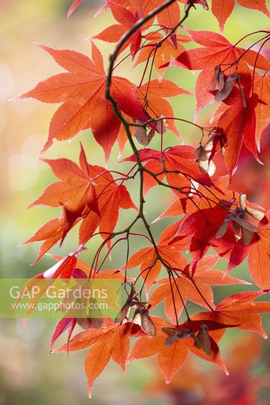Acer palmatum 'Bloodgood', Japanese Maple in November.