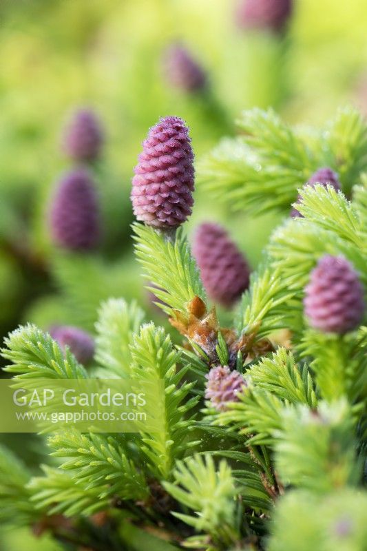 Young cones on Picea abies Pusch in May.