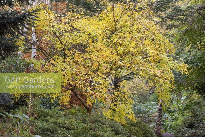 Acer triflorum - Three-Flowered Maple in November 