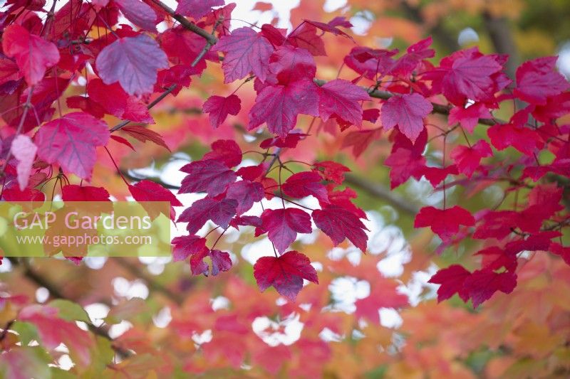 Acer rubrum 'October Glory', Red Maple in November.