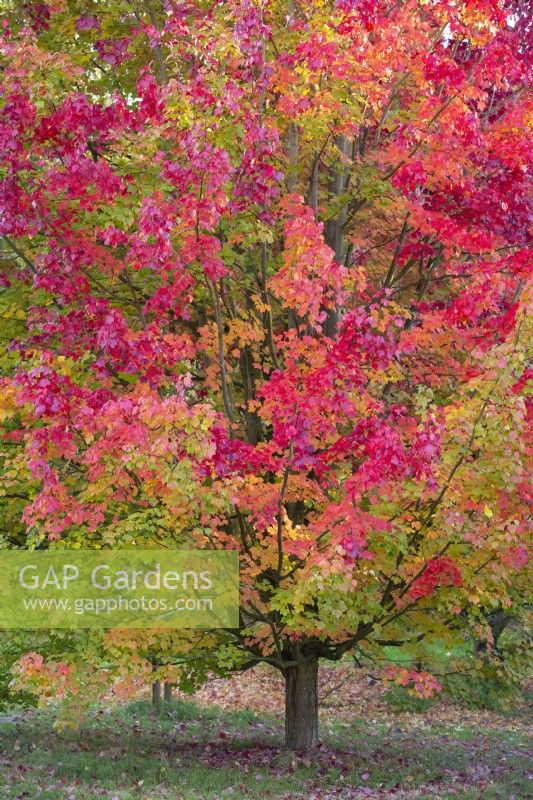 Acer rubrum 'October Glory', red maple in November.