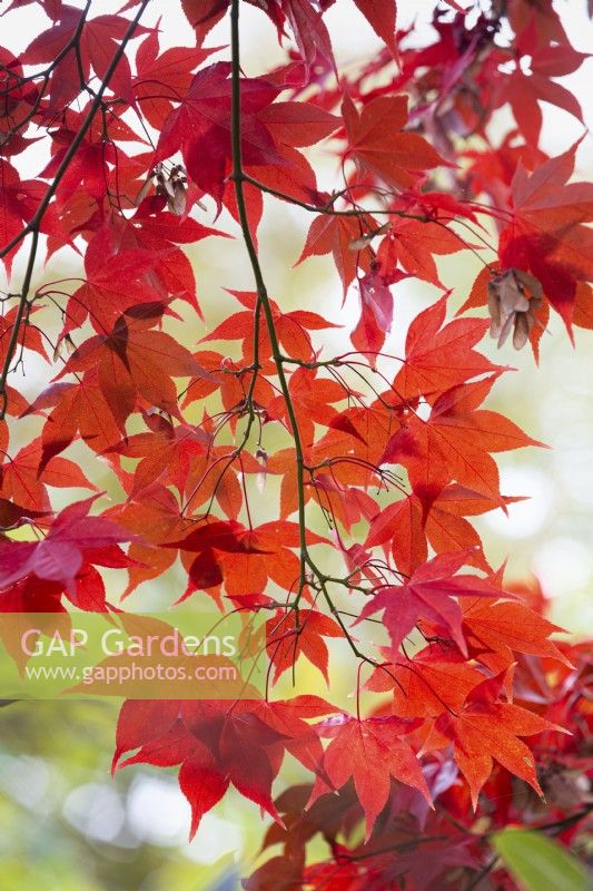 Acer palmatum 'Bloodgood', Japanese Maple. November.