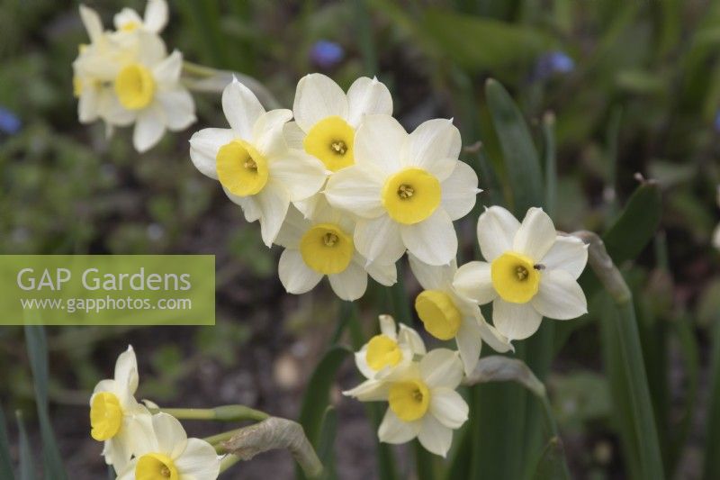 Narcissus 'Avalanche' - Daffodil - April