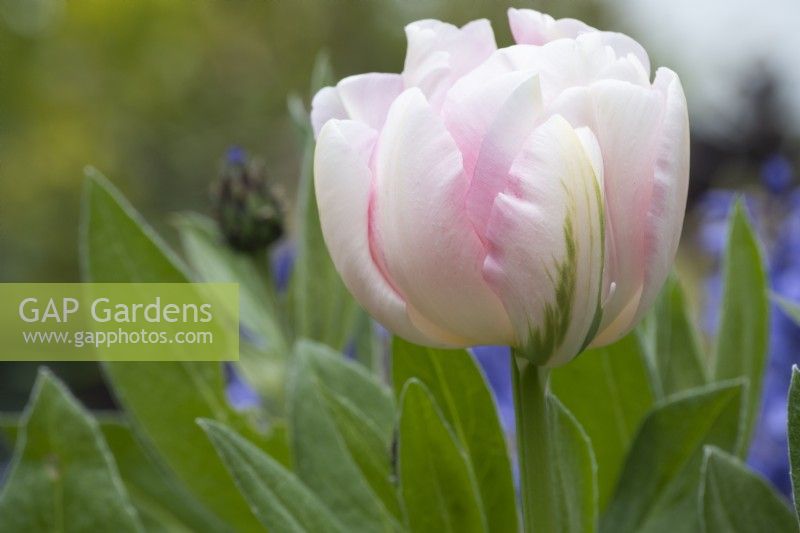 Tulipa 'Finola' - tulip - May