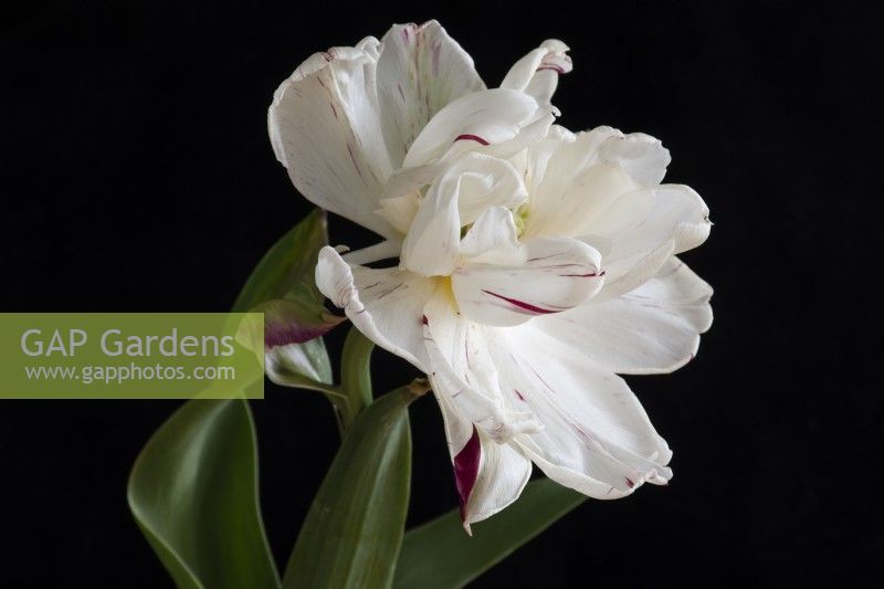 Tulipa 'Danceline' - tulip - May