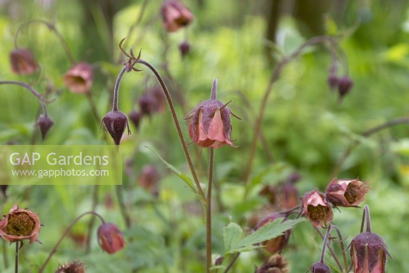 Geum rivale - avens - May