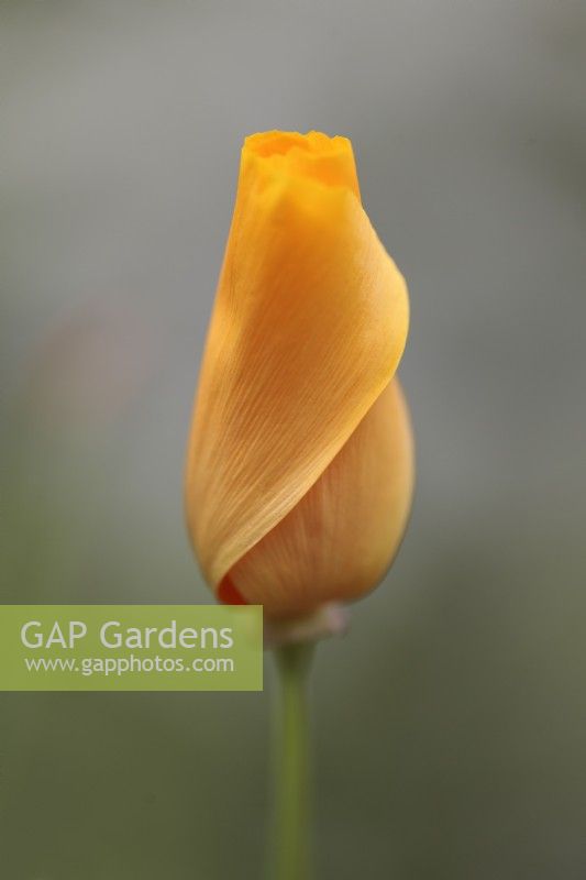 Eschscholzia californica 'Orange King'- California poppy flower bud
