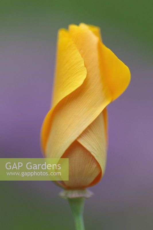 Eschscholzia californica 'Orange King'- California poppy flower bud
