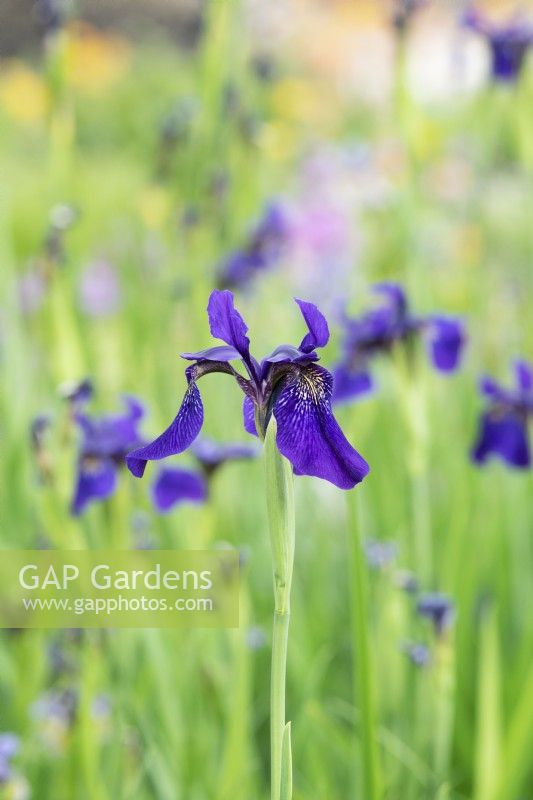 Iris bulleyana Black flowered