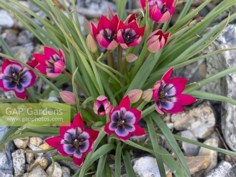  Tulipa humilis 'Little Beauty'- Tulip