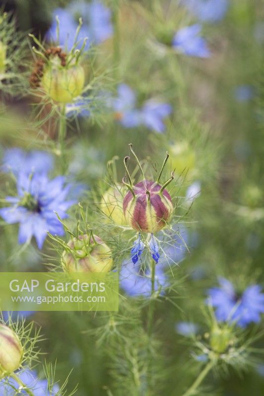 Nigella damascena - Love in a mist seed pods