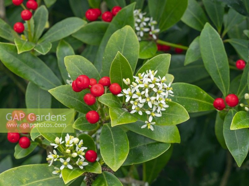 Skimmia japonica subsp. reevesiana  berries and flowers April 