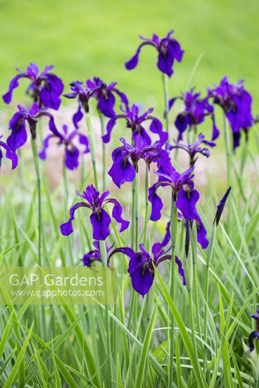 Iris chrysographes 'Mandarin Purple', June.