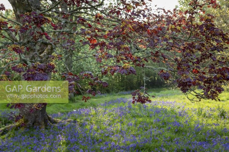 Acer platanoides 'Crimson King' above a sea of bluebells