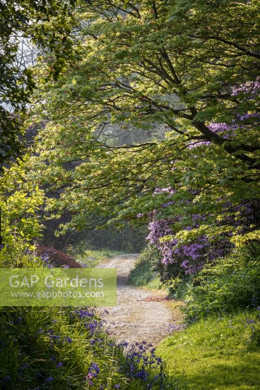 Path through woodland garden