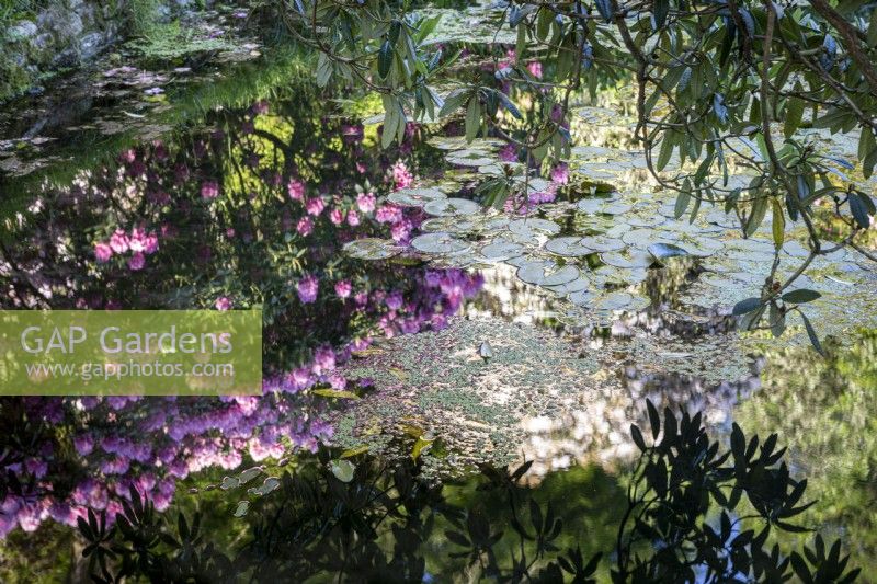 Reflections of rhododendrons in pond with lilypads