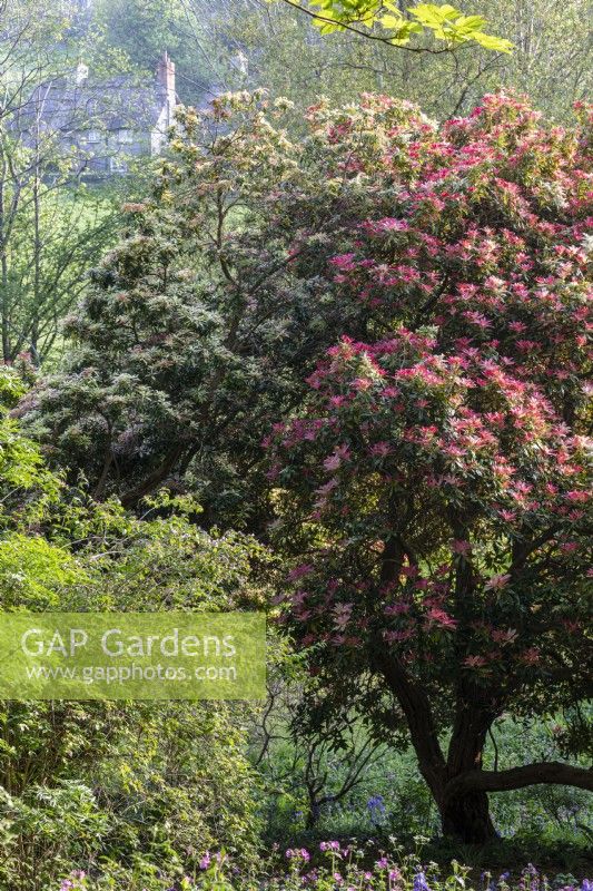 Mature Pieris, Rhododendron and other spring shrubs in country garden