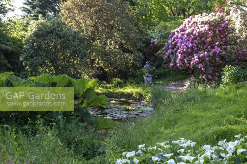 Large pond planted with marginals and shrubs including rhododendron and gunnera