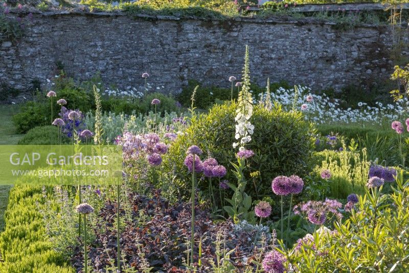 Alliums and Foxgloves in the sunny walled garden