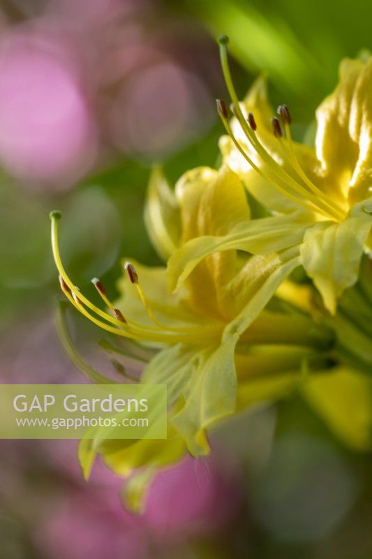 Rhododendron 'Luteaâ€™  