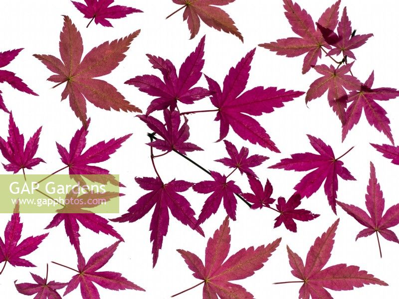 Acer palmatum 'Shindeshojo' new leaves May