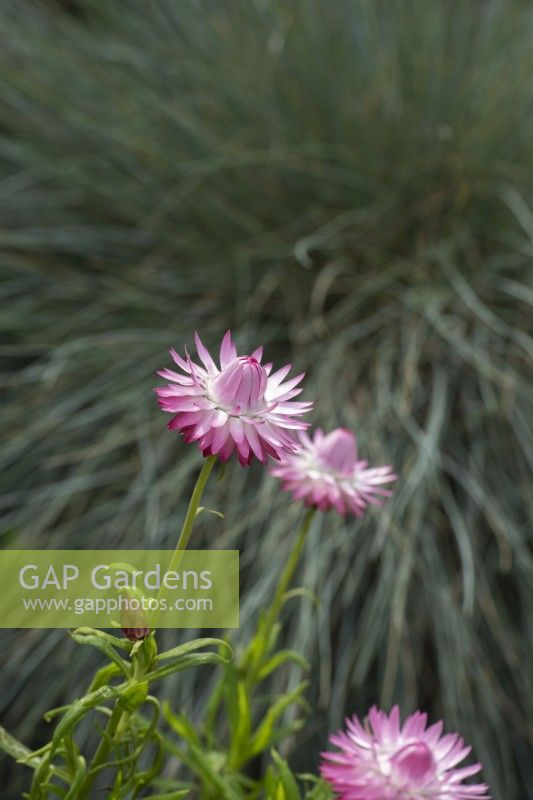 Xerochrysum Granvia 'Pink Flame' - Everlasting Flower