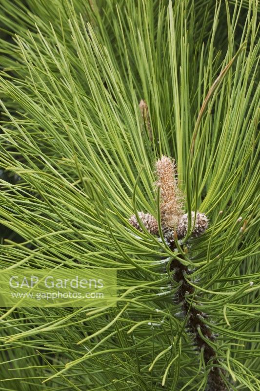Pinus ponderosa - Western yellow pine tree branch with emerging cones in spring, Quebec, Canada