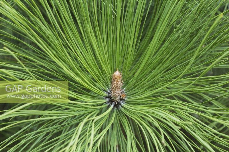 Pinus ponderosa - Western yellow pine tree branch with emerging cone in spring, Quebec, Canada