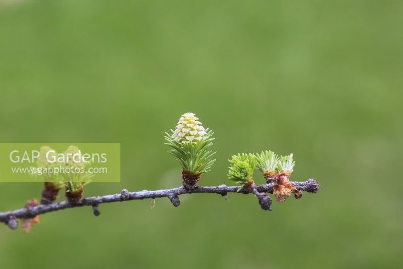 Larix kaempferi - Japanese Larch tree branch with emerging upright cones in spring, Quebec, Canada