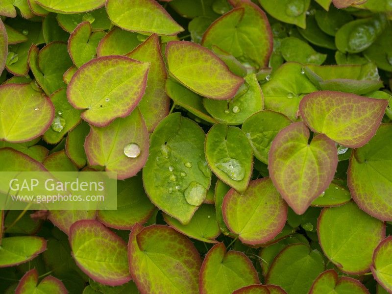 Epimedium x warleyense foliage and rain drops  May