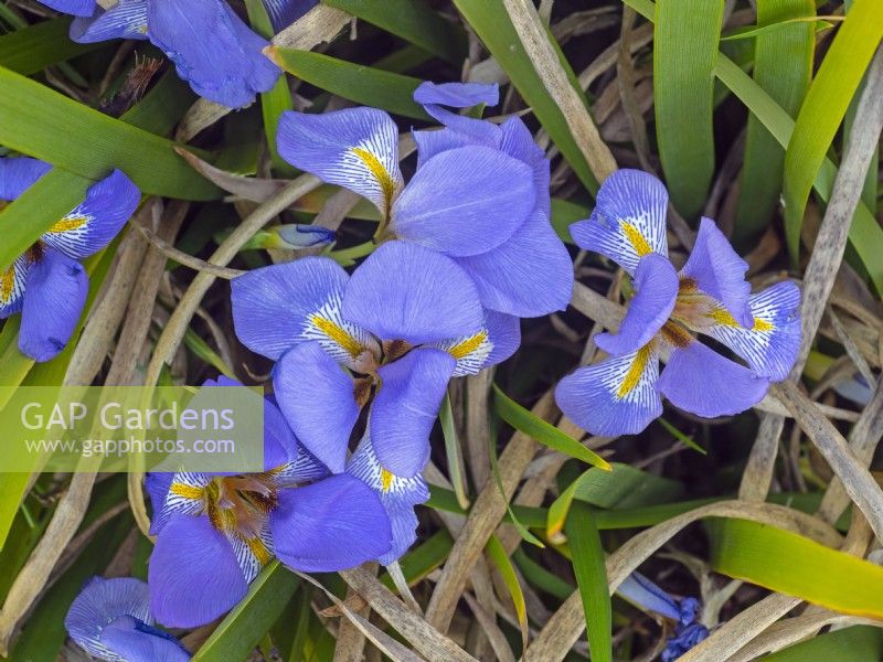 Iris lazica - Lazistan iris  late march Norfolk
