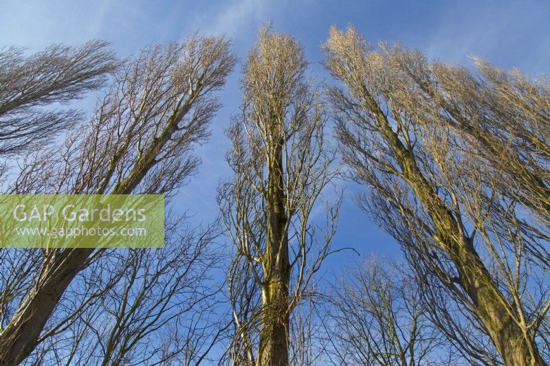 Populus nigra 'Italica' - Lombardy poplars, silhouetted against sky,
 Early April 