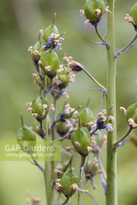Spanish Bluebell seedheads - Hyacinthoides hispanica - May