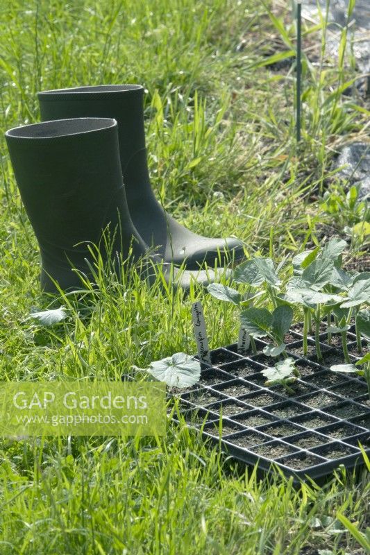 Boots and pumpkin plants in tray.