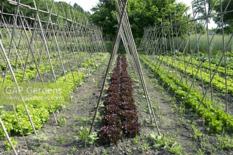 Rows of lettuces grown between double rows of bamboo cane plant supports.