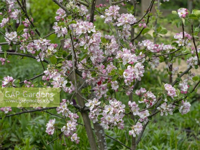  Malus 'Norfolk Beauty' blossom   Mid May