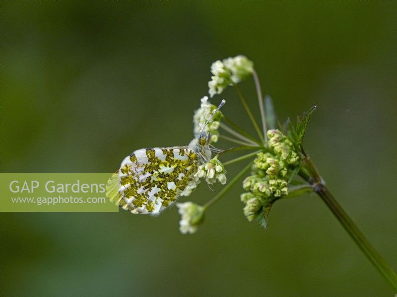 Anthocharis cardamines - Orange tip butterfly with closed wings