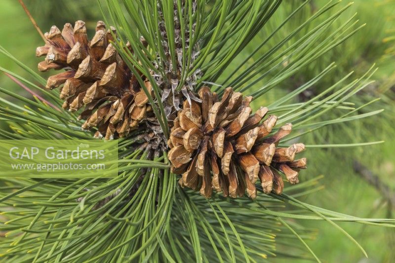 Pinus heldreichii var. leucodermis - Bosnian Pine tree cones in spring, Quebec, Canada