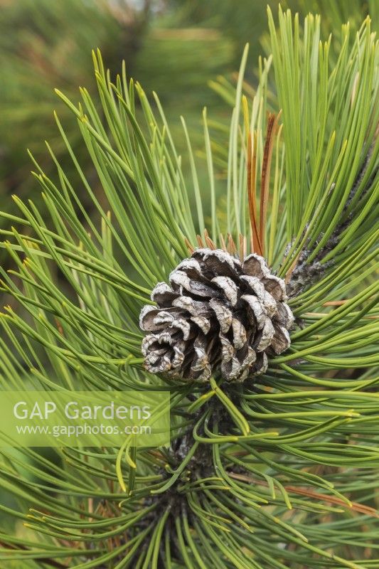 Pinus heldreichii var. leucodermis - Bosnian Pine tree cone in spring, Quebec, Canada