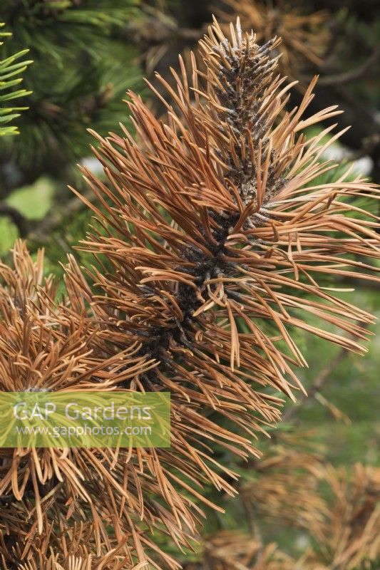 Pinus mugo 'Gallica' - Mugo pine shrub branch with rust disease, Quebec, Canada