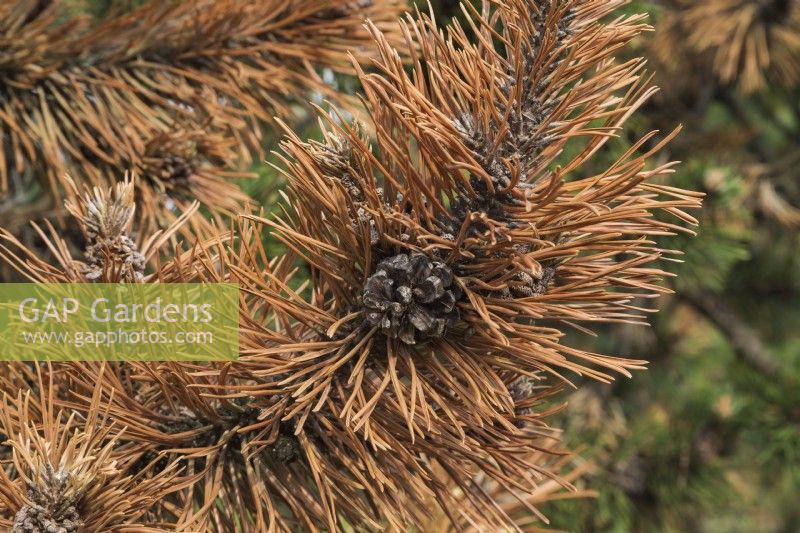 Pinus mugo 'Gallica' - Mugo pine shrub branch with old cone and rust disease, Quebec, Canada