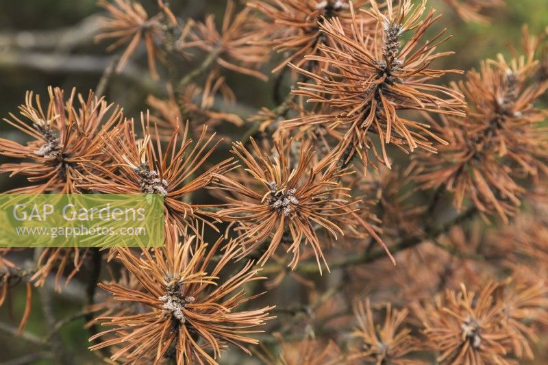 Pinus mugo var. pumilio - Dwarf Mountain Pine shrub branches with rust disease, Quebec, Canada