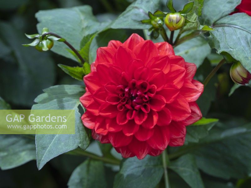 Dahlia 'Garden Wonder' July Norfolk