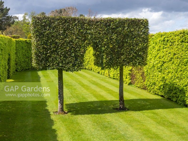 Carpinus hornbeam hedge with arch Green Court garden at East Ruston Old Vicarage, Norfolk April