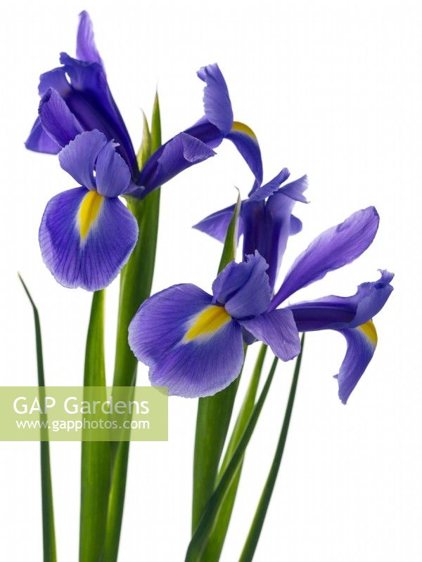  Iris 'Blue Magic'