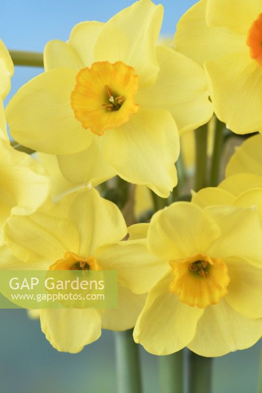 Narcissus  'Martinette'  Daffodil  Div. 8  Tazetta  April