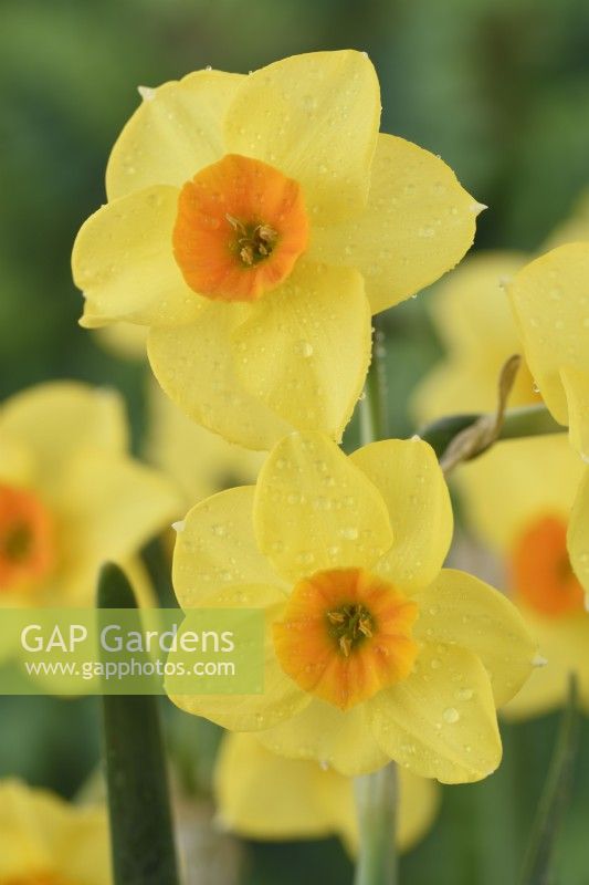 Narcissus  'Martinette'  Daffodil  Div. 8  Tazetta  April
