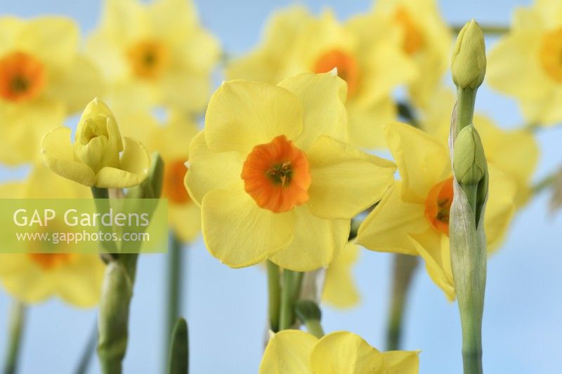 Narcissus  'Martinette'  Daffodil  Div. 8  Tazetta  Flower and buds  April
