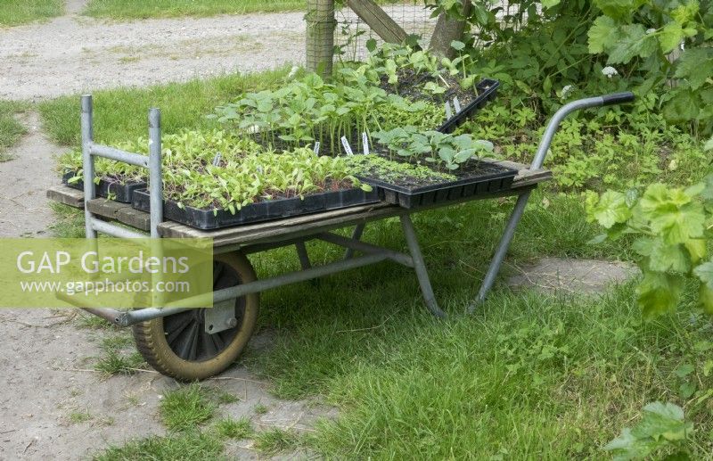 Wheelbarrow with plants waiting for planting.