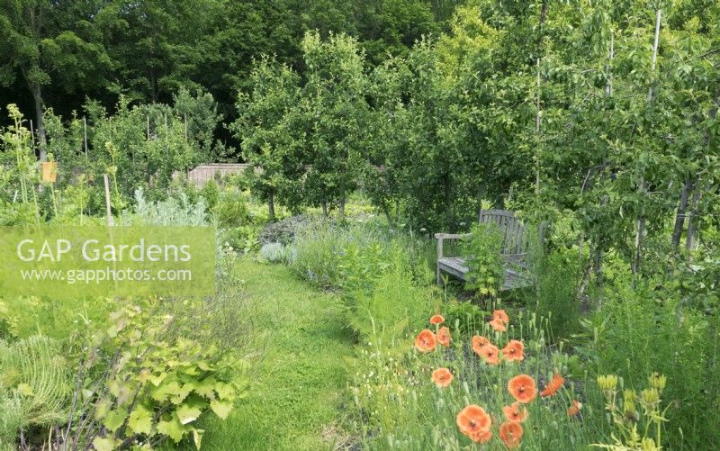 Herb garden beds with poppies and trees.
